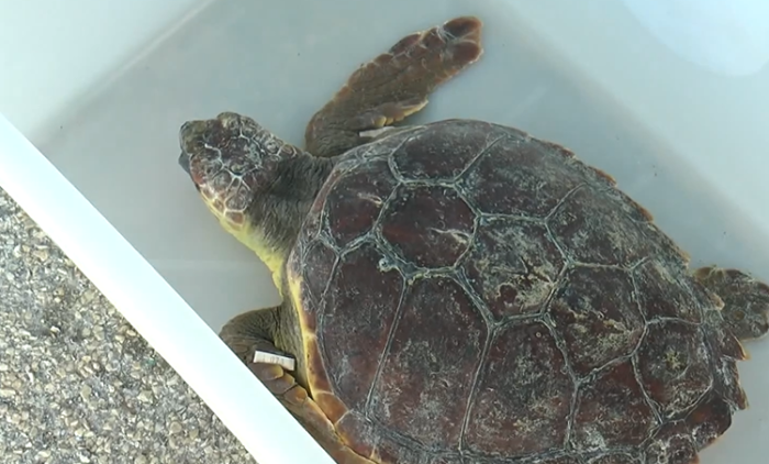 Tartarughe liberate nel mare di Sciacca
