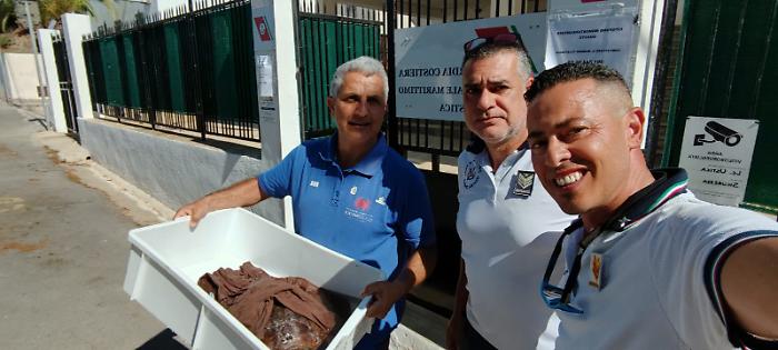 Caretta caretta Ustica 02