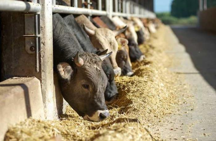 Immagine 2024-08-05 163750