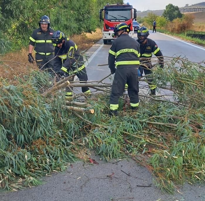 alberi su strada enna