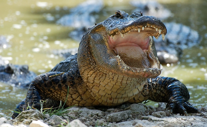 Coccodrillo, generico