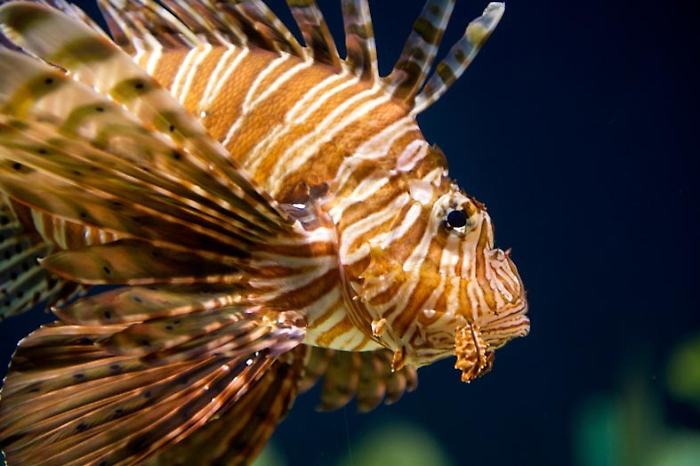 pesce scorpione foto acquario di Livorno su Flickr