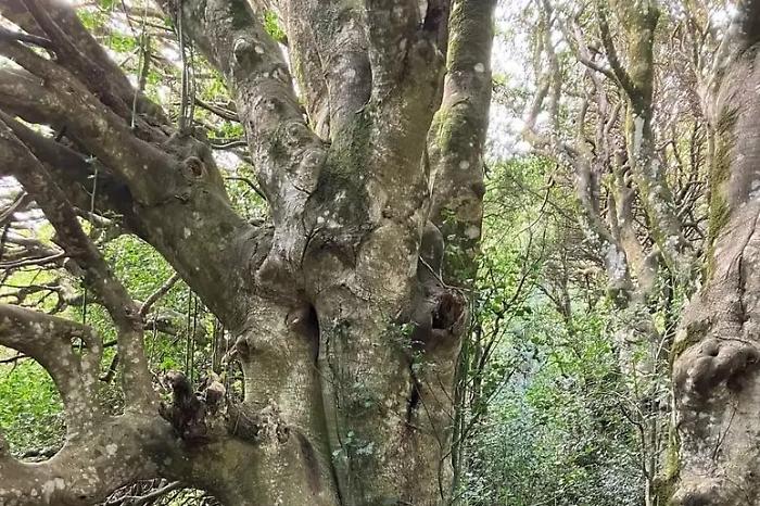 Festival del Bosco a Gratteri: due weekend tra natura, borgo, cammini ed esperienze autentiche