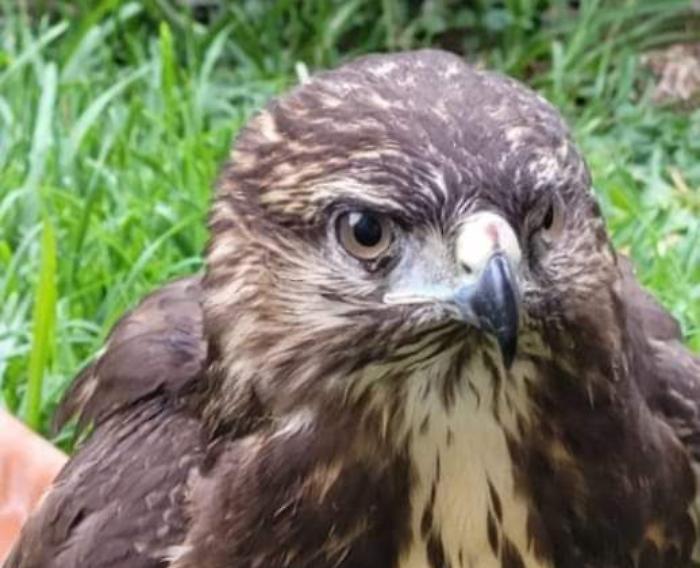 Poiana salvata San Gregorio