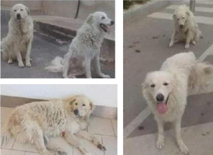 463582921_952454533574908_7177194800369252778_n