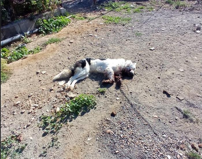 Cane ucciso Santa Maria Licodia