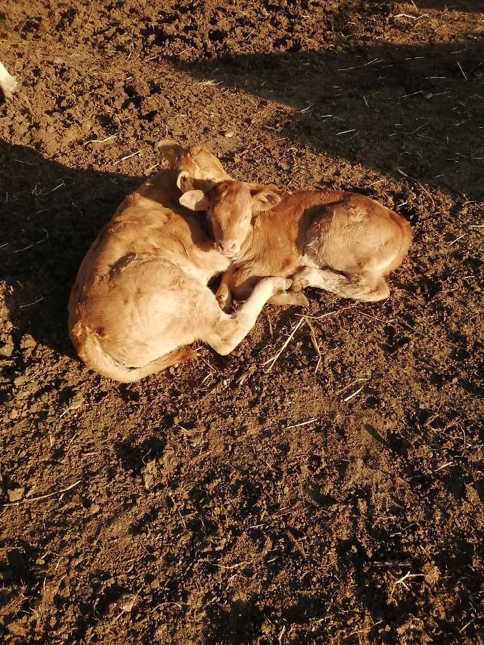 Mucche e blue tongue