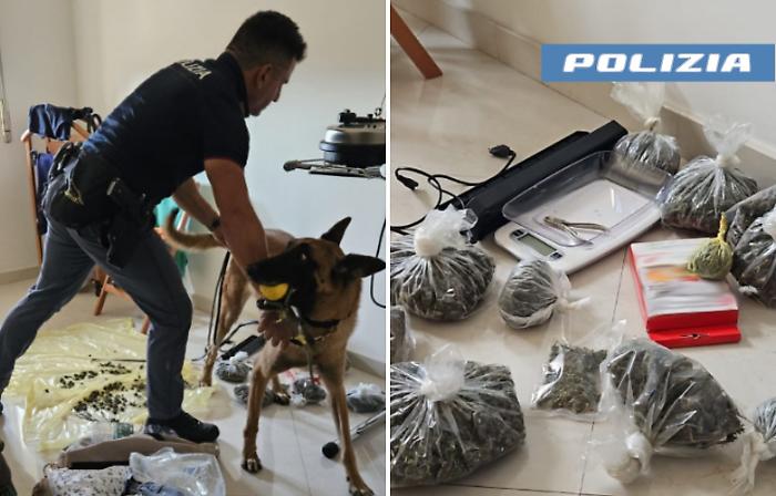 QUELLA STRANA COPPIA COLTIVAVANO MARIJUANA E NE TENEVANO OLTRE UN CHILO IN CASA. ARRESTATI DALLA POLIZIA DI STATO 1