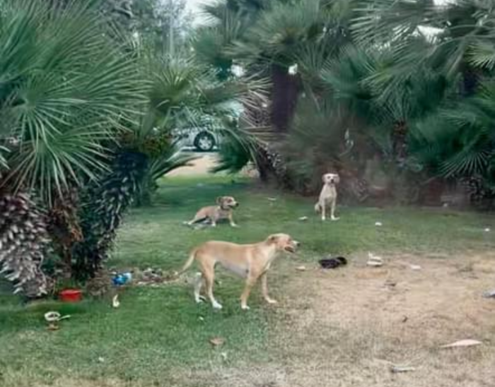 Screenshot 2024-10-10 (12.38.28)