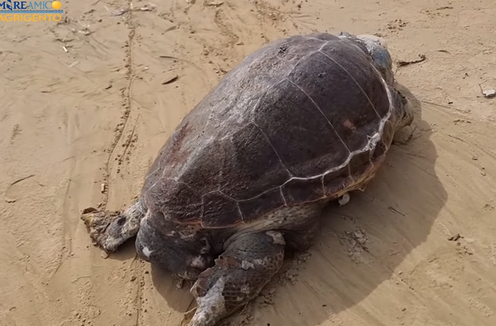 Esemplare di Caretta caretta trovato morto ad Agrigento