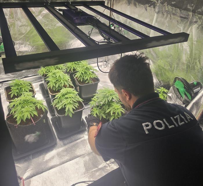 PADRE E FIGLIO ARRESTATI DALLA POLIZIA DI STATO COLTIVANO LA MARIJUANA IN CASA E LA SPACCIAVANO A DOMICILIO