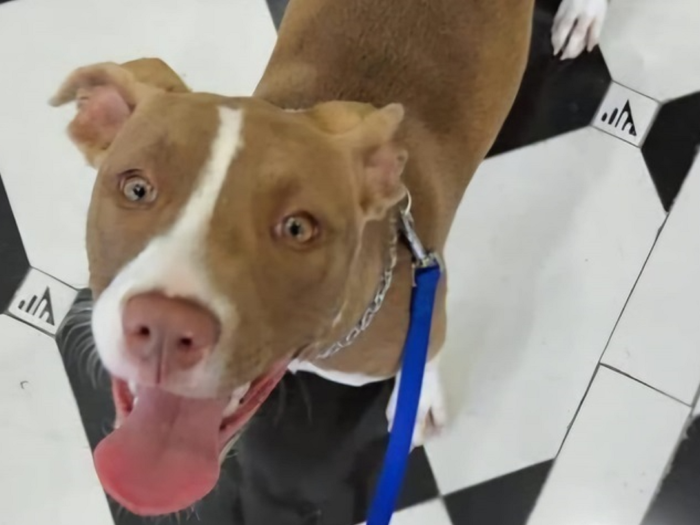 Cani e canile municipale di Palermo