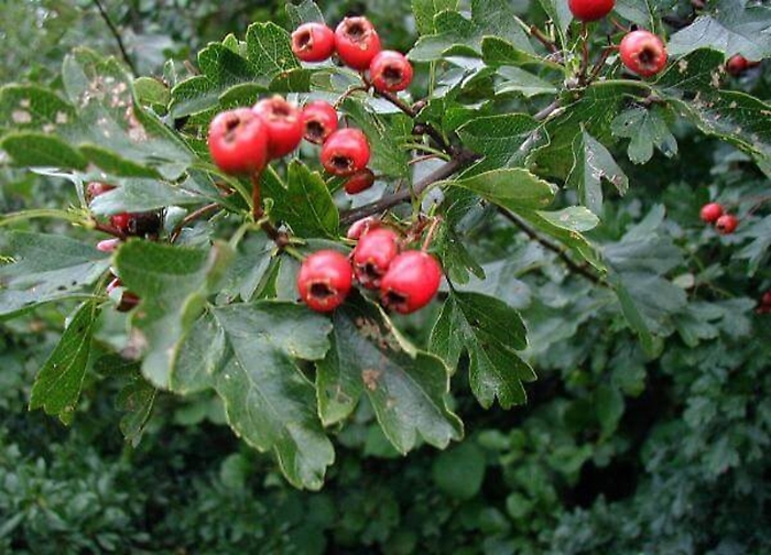 Specie crataegus