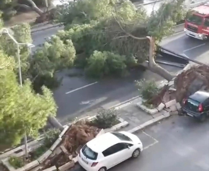Alberi sdradicati a Palermo