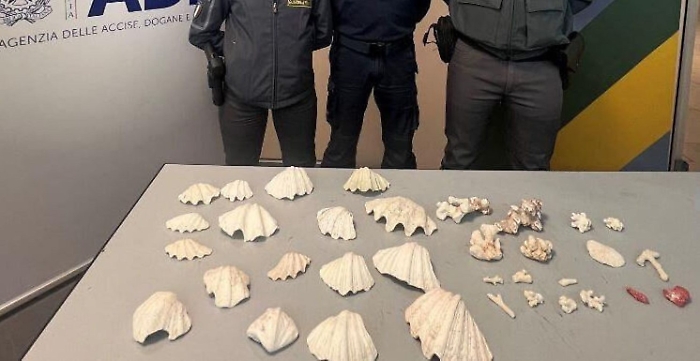 Coralli sequestrati a Palermo