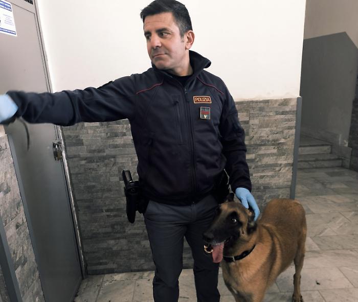 CONFEZIONAVA LA DROGA DAVANTI AI FIGLI DI 3 E 7 ANNI, PUSHER ARRESTATO DALLA POLIZIA DI STATO GRAZIE AL FIUTO DI &ldquo;MAUI&rdquo;