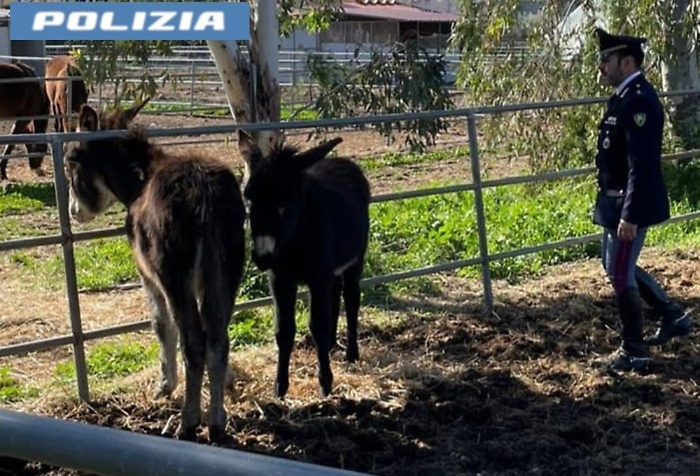 CONTRASTO ALLA MACELLAZIONE CLANDESTINA, OPERAZIONE DELLA POLIZIA DI STATO IN SINERGIA CON IL DIPARTIMENTO DI PREVENZIONE VETERINARIA DELL&rsquo;ASP SALVATI DUE ASINI