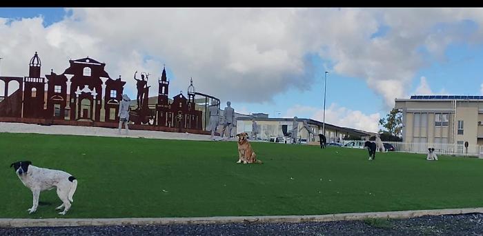 I randagi sulla rotatoria di contrada Mugno altra foto