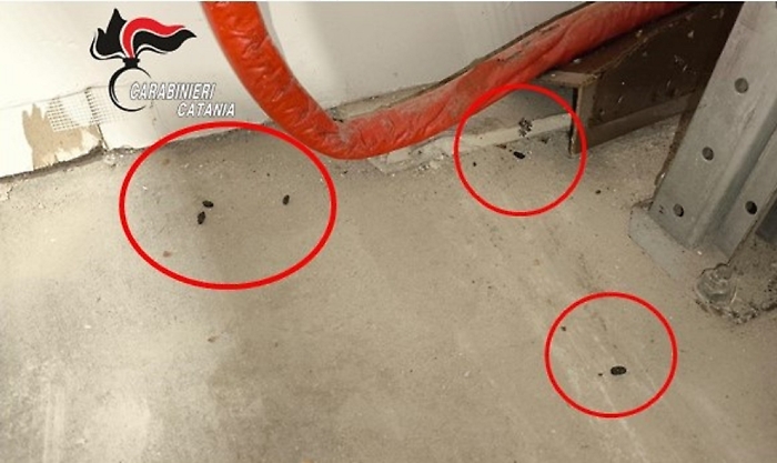 Escrementi di topi in laboratorio a Catania