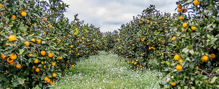 0000136_aranciabellino-2