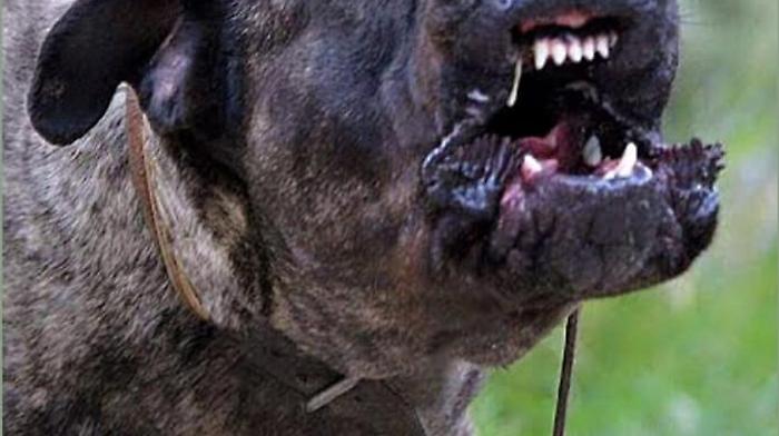 Cane Corso, generico