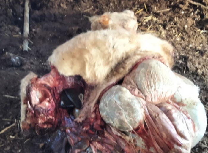 Macellazione clandestina