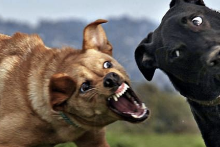 Randagi aggressività