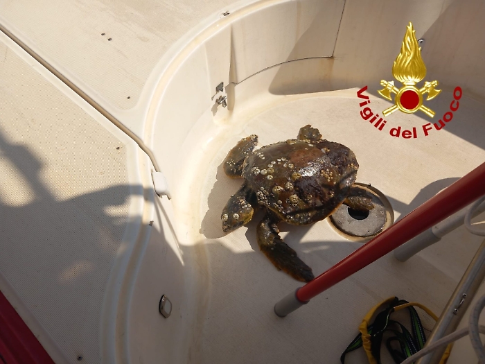 Tartaruga recuperata a Catania