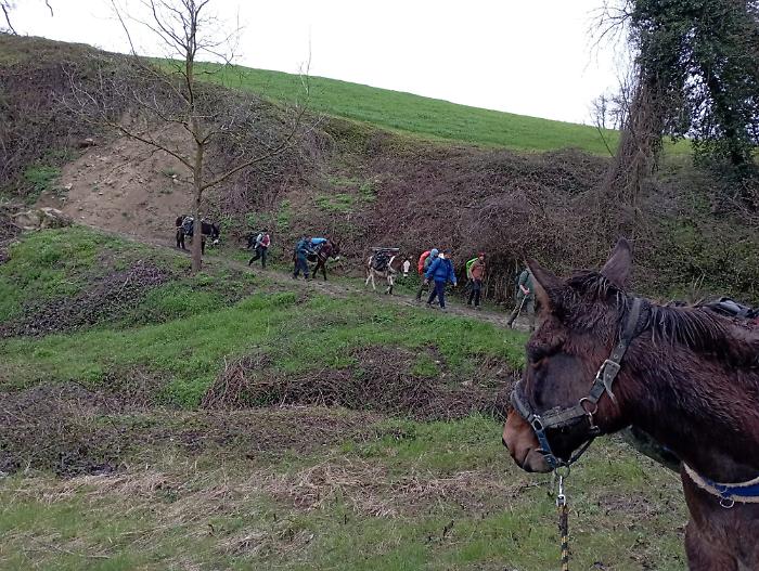 Asini di Pantelleria