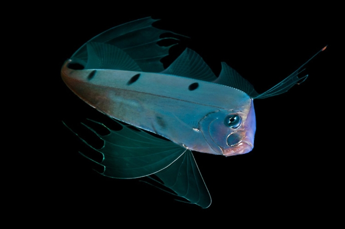 Pesce nastro, esemplare generico