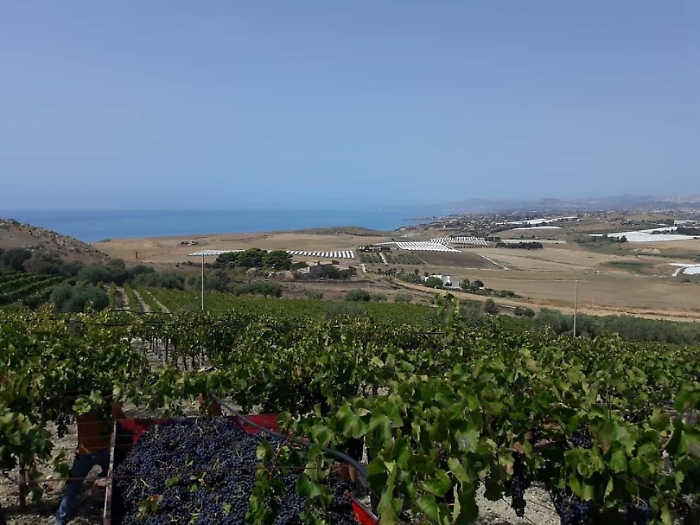 Vigneti Campisidrasi