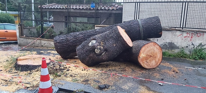 WhatsApp Image 2025-04-01 at 20.01.06