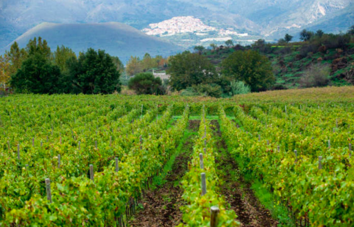 vigneto etna