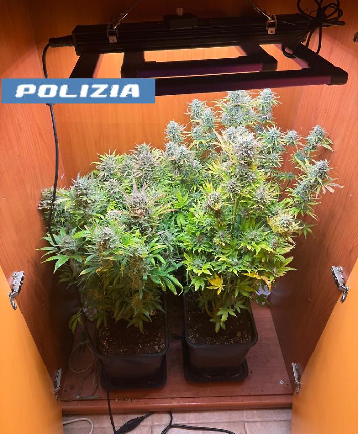 LA MARIJUANA NELLA DISPENSA E UNA SERRA FAI-DA-TE IN SALOTTO, PUSHER 37ENNE ARRESTATO DALLA POLIZIA DI STATO