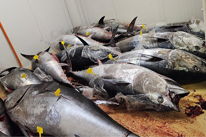 Tonno rosso sequestrato in Sicilia