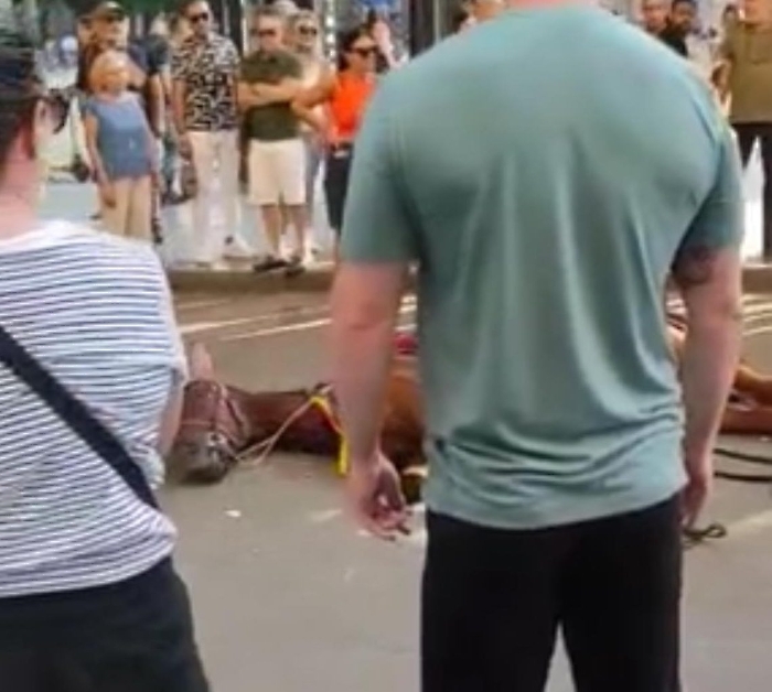 Cavallo stramazzato a Palermo, il Codacons ai sindaci: stop alle carrozze nelle ore pi&ugrave; calde