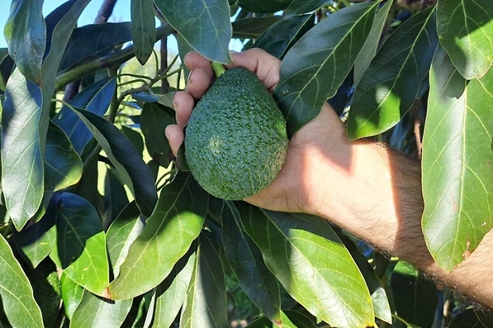 Ma quali tropici? L'avocado di Sicilia &egrave; prelibatissimo e ora c'&egrave; un progetto per rilanciarlo