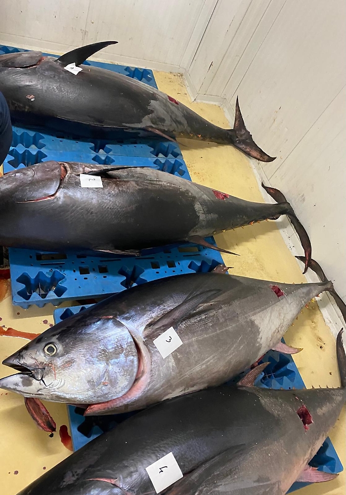 Oltre 10.000 chili di tonno rosso sequestrati a Catania: il numeri dei progetti Cuore generoso e Ri-Pescato