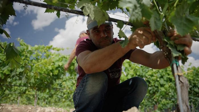 Il vino bianco del futuro? Il Catarratto. La scommessa di sei produttori per far rinascere il vitigno