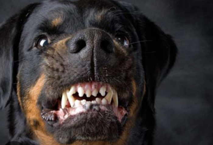 Scoglitti, una 70enne in vacanza aggredita da un randagio: ed &egrave; polemica