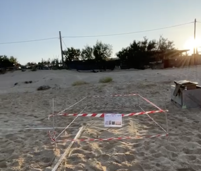 Scicli, otto nidi di tartarughe marine lungo il litorale