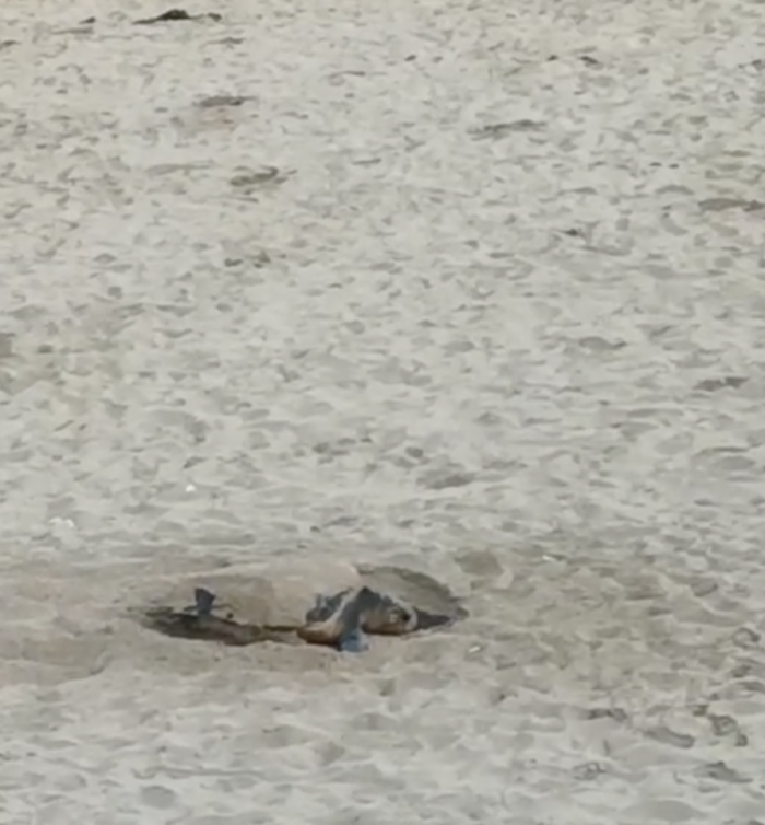 Scicli e il miracolo della vita, cinque nidi di tartarughe marine lungo il litorale