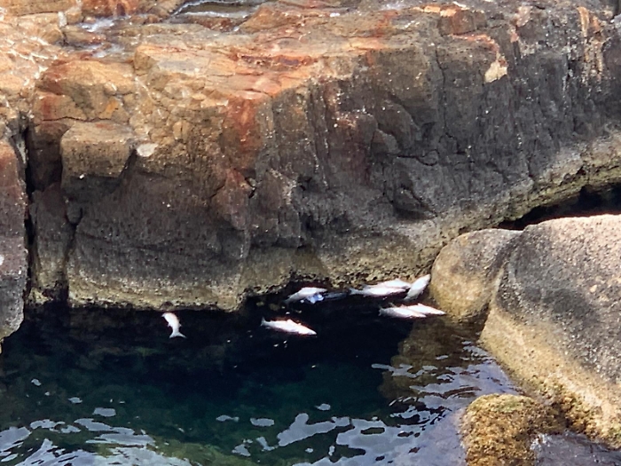 Centinaia di pesci morti affiorano davanti a Ortigia, turisti e residenti allarmati