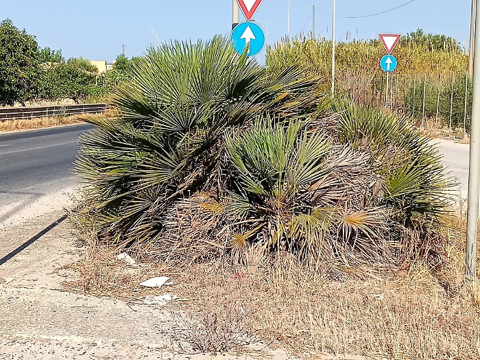 Scicli, Scimonello denuncia: "Rami, erba alta e cespugli in corrispondenza delle rotatorie delle strade provinciali"