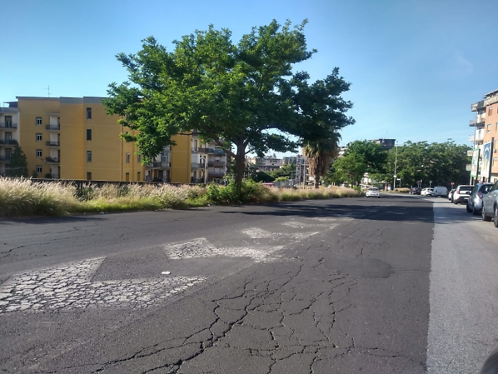 Catania: in zona Fasano gli alberi costretti a sopravvivere in pochissimi centimetri di terra