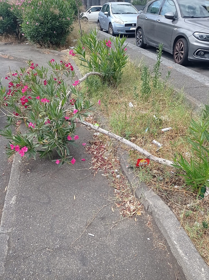 Catania. Largo Santo Mazzarino, tra alberelli caduti e degrado: urge bonifica per sicurezza e decoro