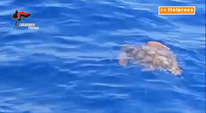 Carabinieri salvano 4 tartarughe Caretta Caretta a Favignana