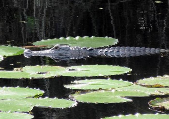 L'"Alcatraz dei migranti" in una palude infestata dagli alligatori e dai pitoni: la struttura choc in Florida