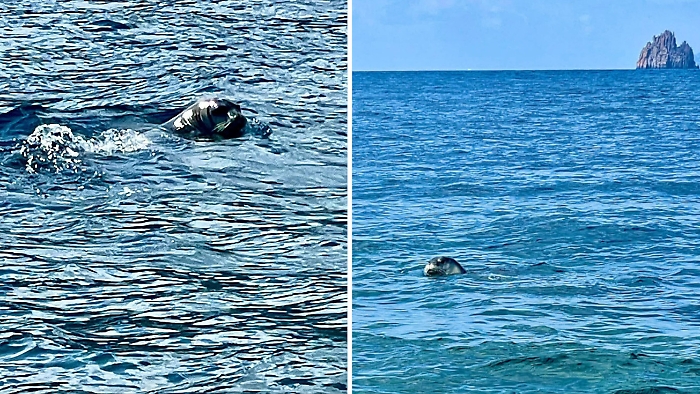 Avvistata e fotografata una foca monaca a Panarea: l'ultima volta era successo nel 2022