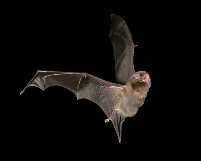 Scoperto a Lampedusa un pipistrello che non avrebbe dovuto esserci: ma gli scienziati hanno una risposta